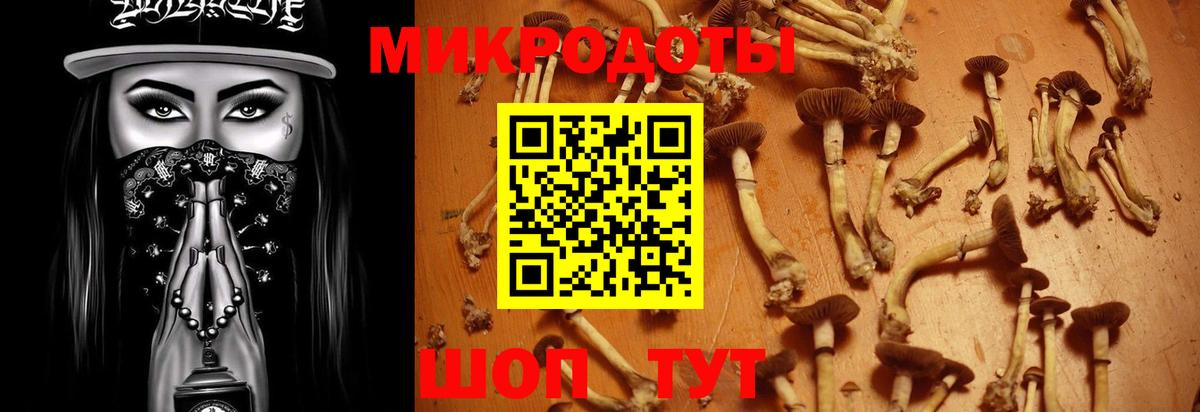 Галлюциногенные грибы мицелий  Псилоцибиновые грибы Psilocybine cubensis  Казань 